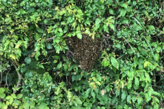 Birkett House visit the bees